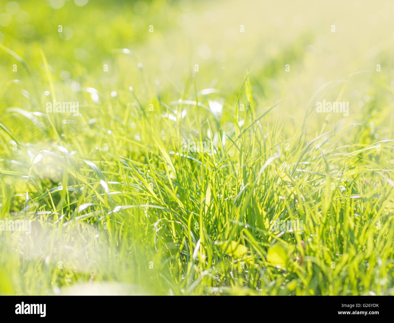 Green flares hi-res stock photography and images - Alamy