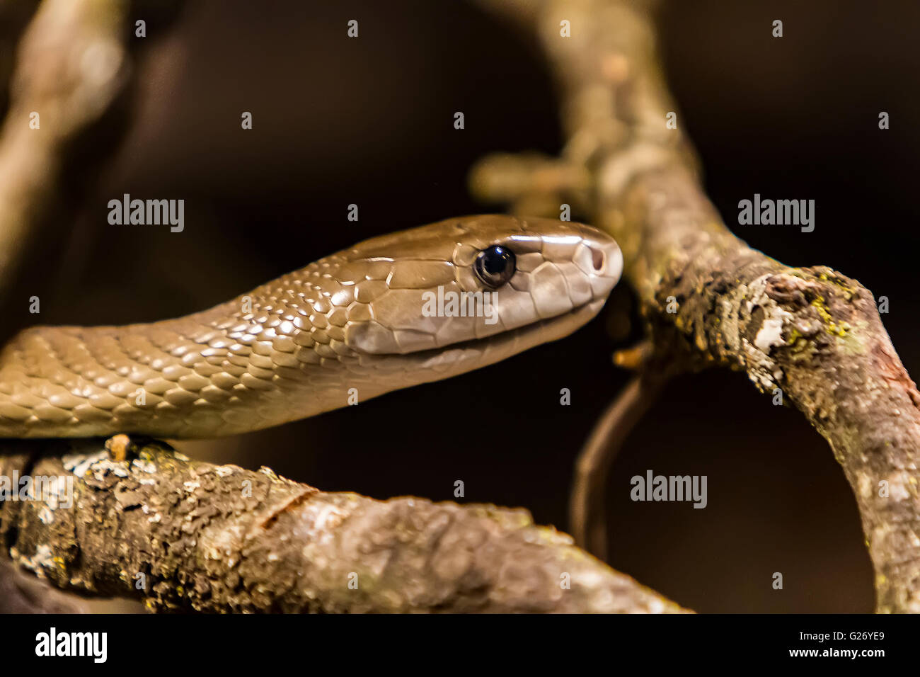 Black Mamba Snake Hi-res Stock Photography And Images - Alamy