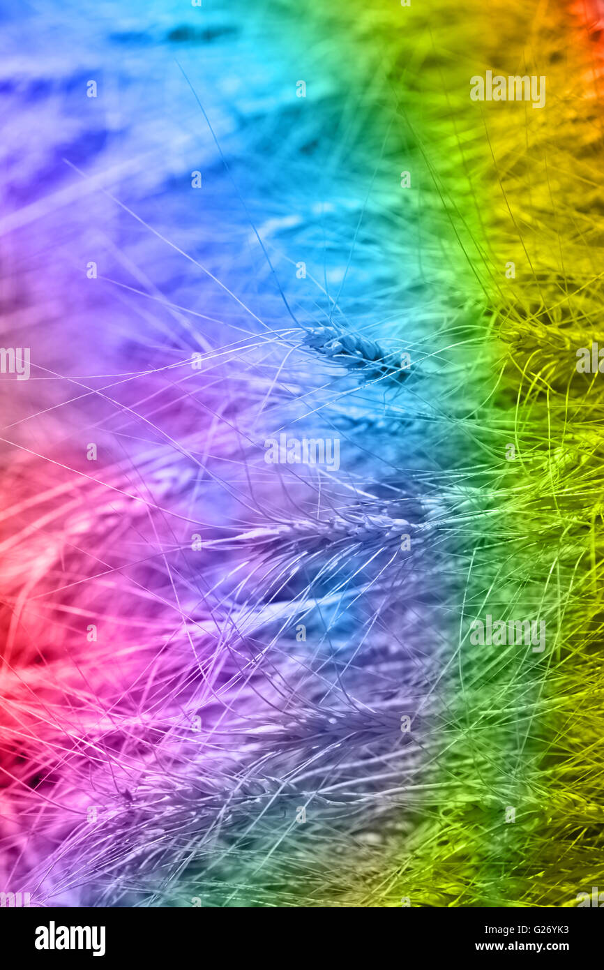 An abstract metaphorical image to depict GMO food or genetically modified wheat. Stock Photo