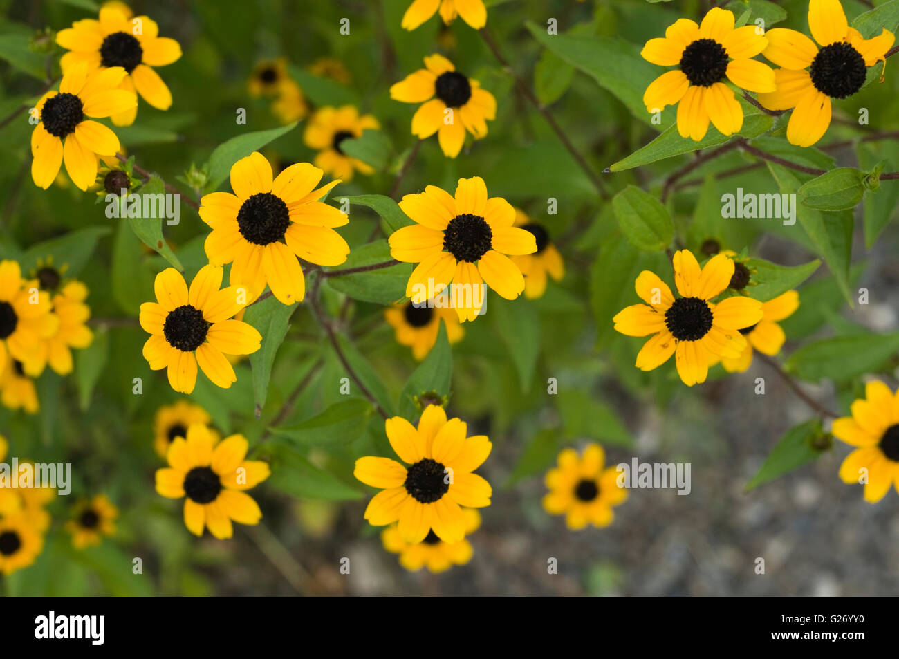 Yellow and black flowers Stock Photo Alamy