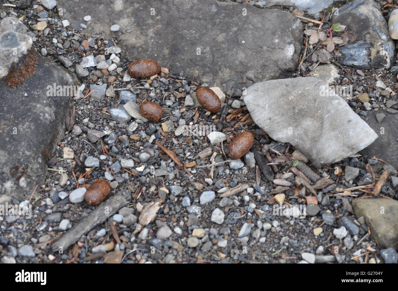 Poo Rocks Deer poo hi-res stock photography and images - Alamy