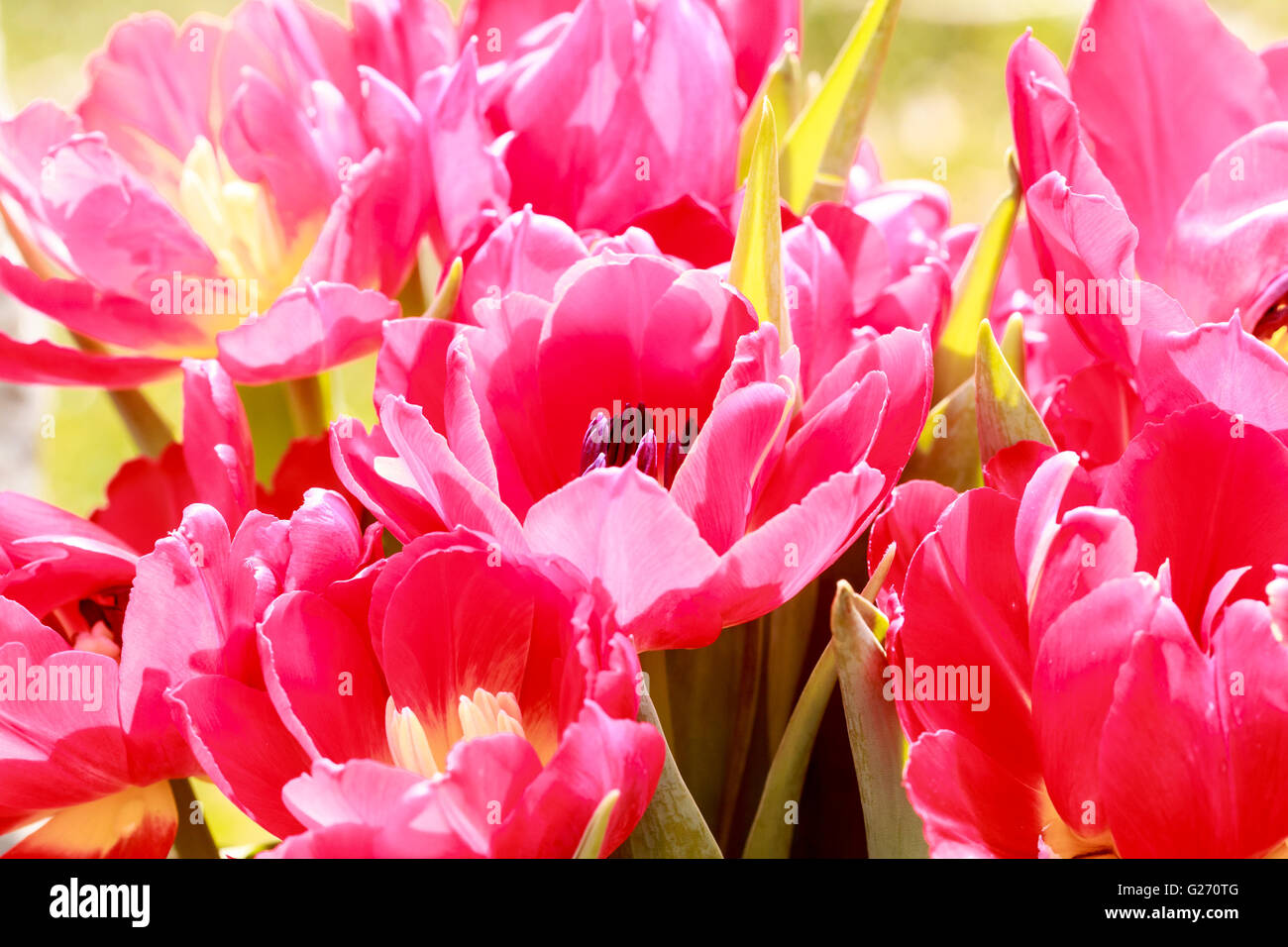 close up of some pink tulips in spring Stock Photo - Alamy
