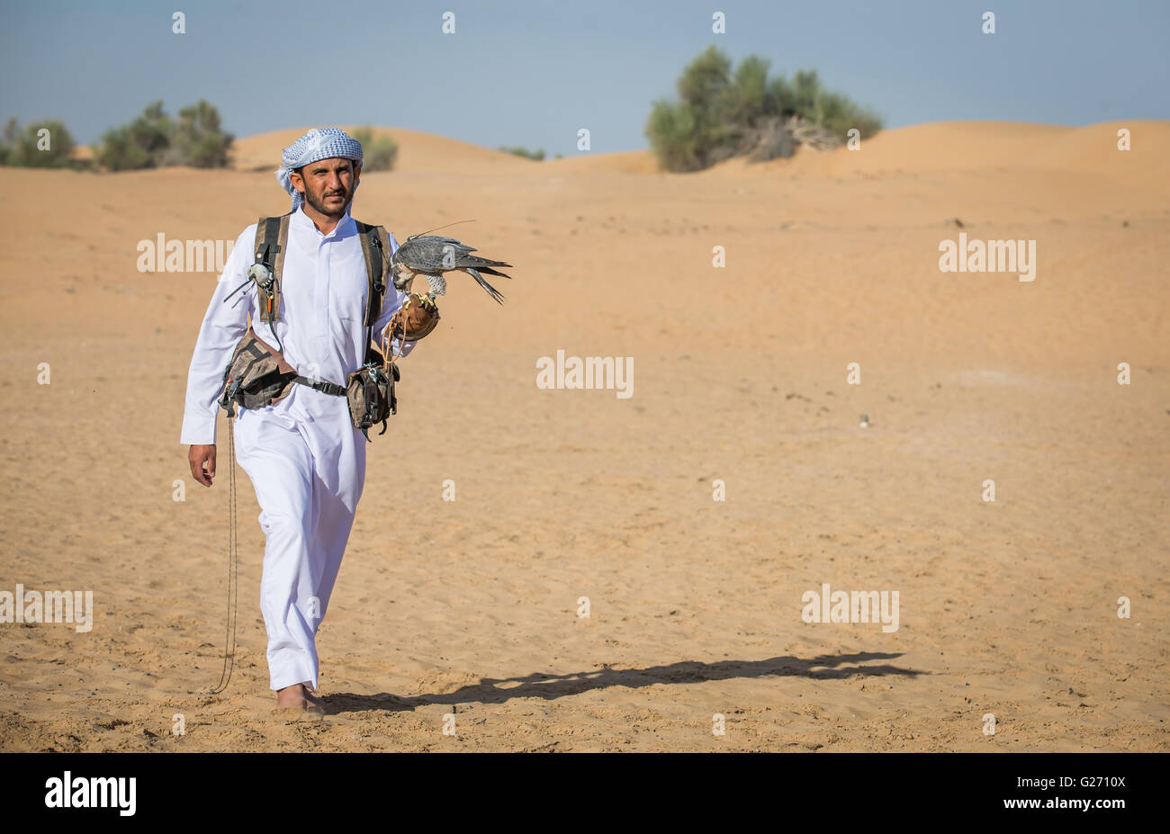 Arab man walking in a desert near Dubai with peregrine falcon on his hand Stock Photo