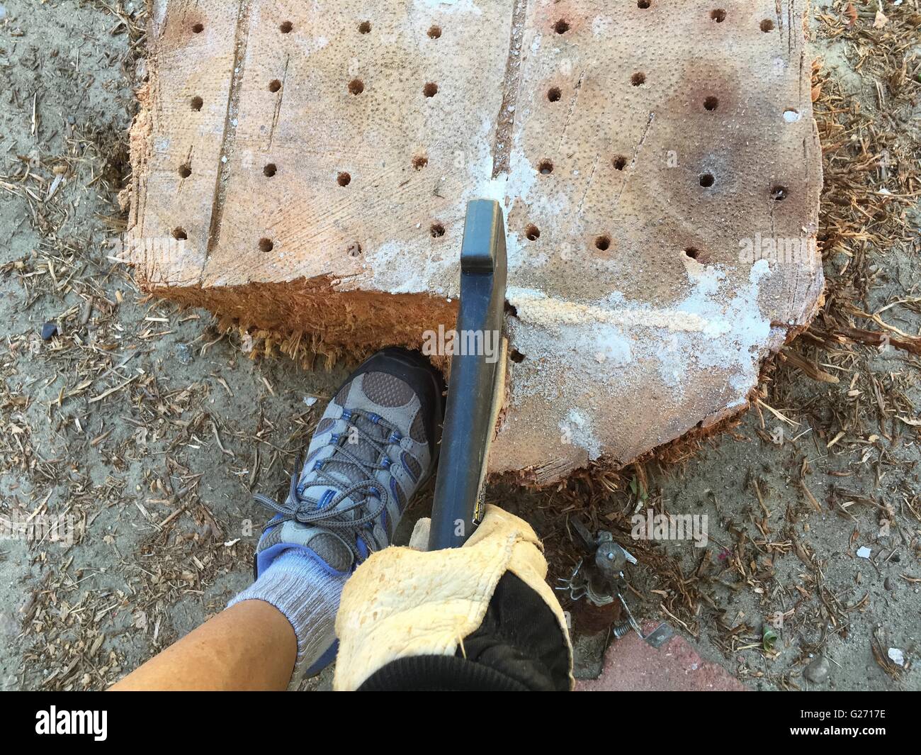Female drills holes into a palm tree stump, fills holes with salt, then chops with a hand ax. Stock Photo