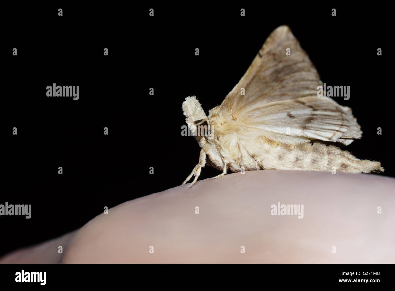 Funny butterfly sits on a hand. The Pale Prominent,  Pterostoma palpina Stock Photo