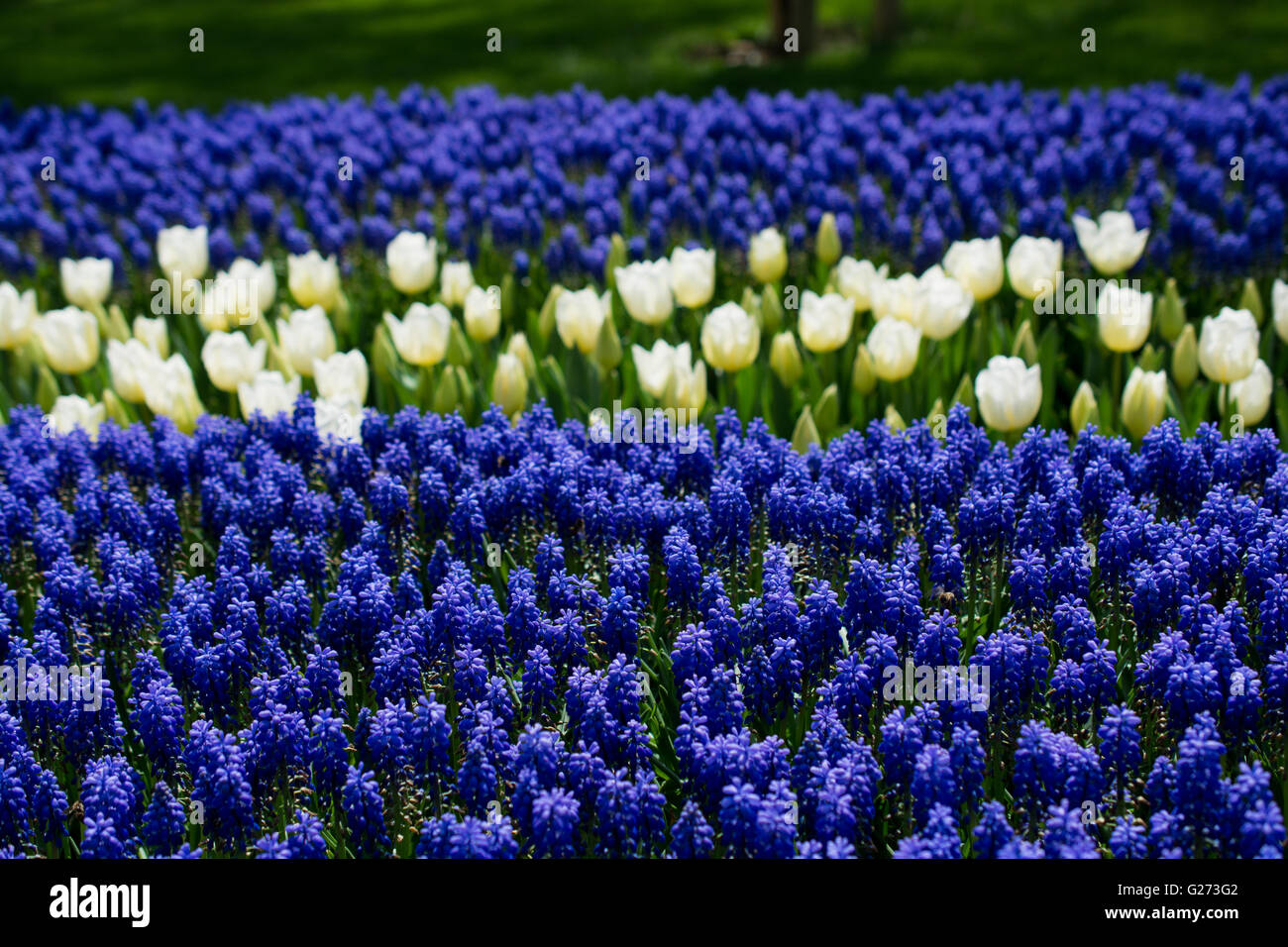 tulips of various colors in nature in spring time Stock Photo - Alamy