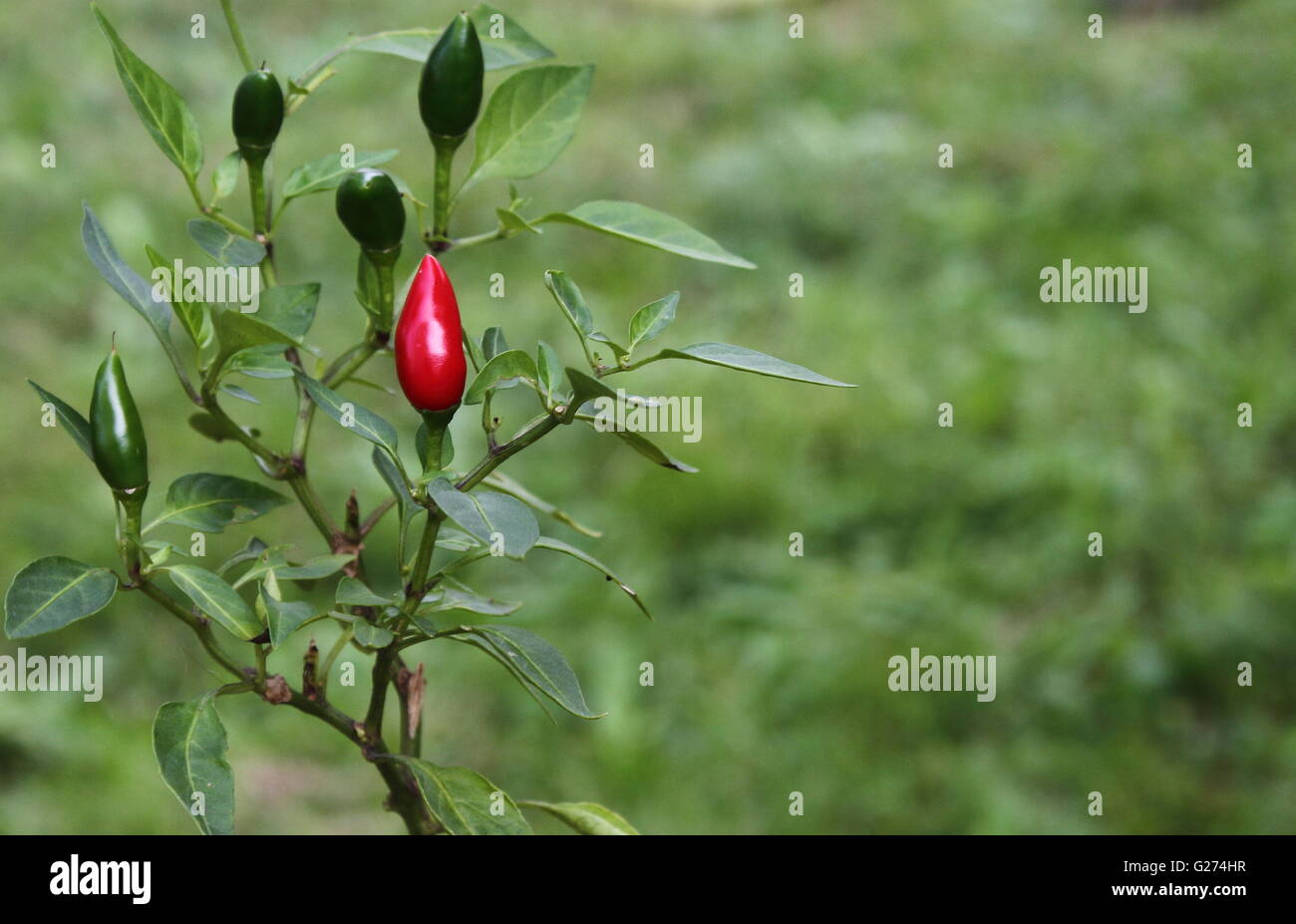 Very hot red pepper plant with one ripe, ready to burn the tongue Stock Photo
