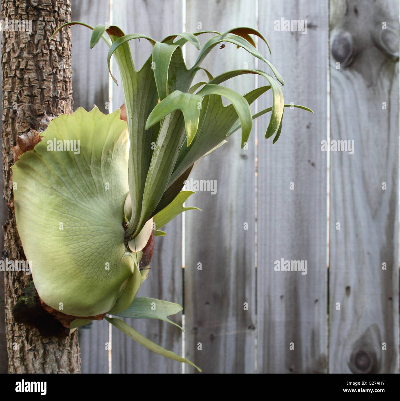 Staghorn fern (Platycerium bifurcatum) an ornamental garden plant Stock Photo