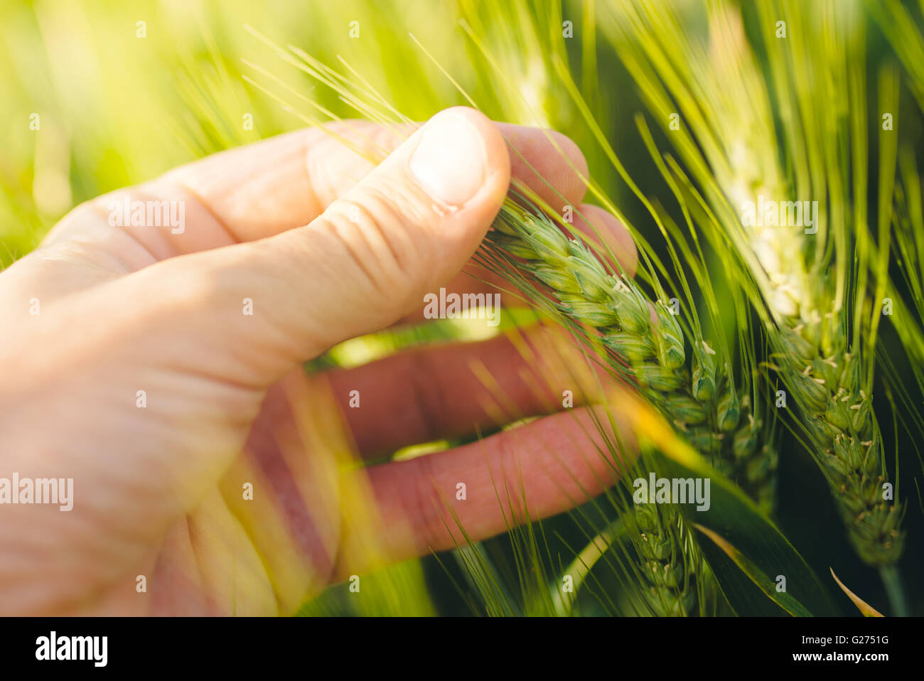 Responsible farming, farmer controlling wheat plants growth in cultivated agricultural field, selective focus Stock Photo