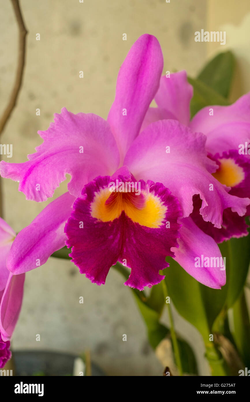 A closeup of a cattleyas orchid Stock Photo