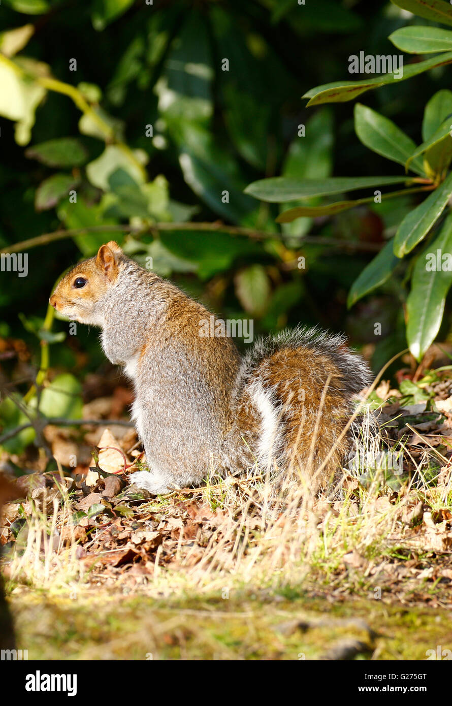 Grey squirrel sat up inquisitively on his back legs watching me Stock Photo