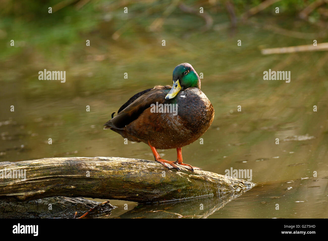 Waterfowl inhabit Stover Park in Newton Abbot, a lovely safe place for them to live in peace with people walking around the park Stock Photo