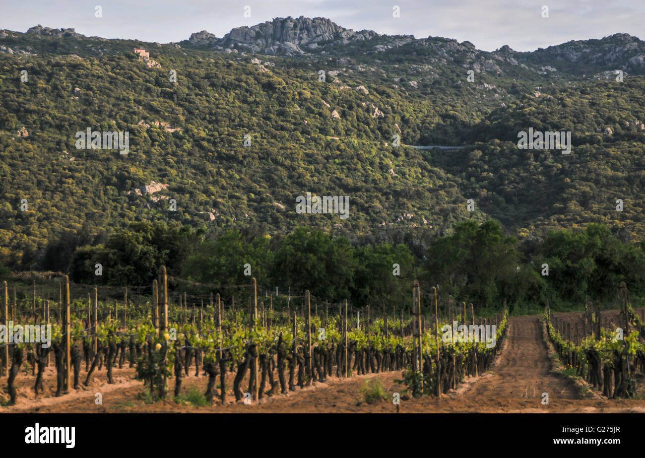 vineyards of Cantina Tani, Monti (Sardinia) Stock Photo