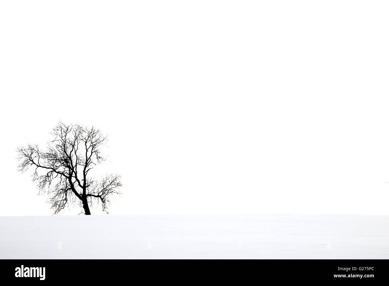 Snowy landscape with isolated tree Stock Photo