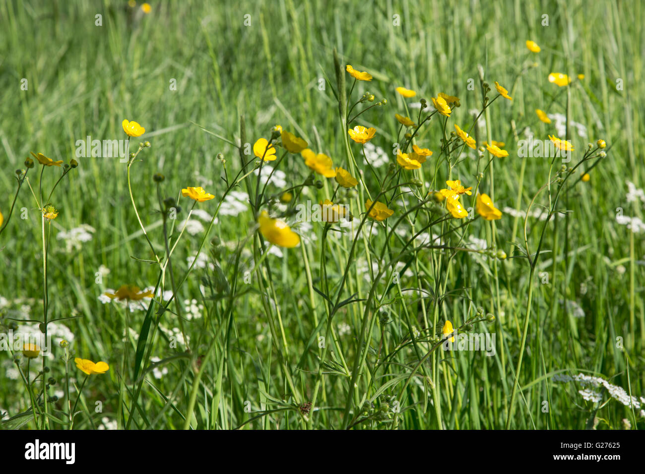 Wild Buttercup flowers, (Ranunculus) growing in a field around Durham ...