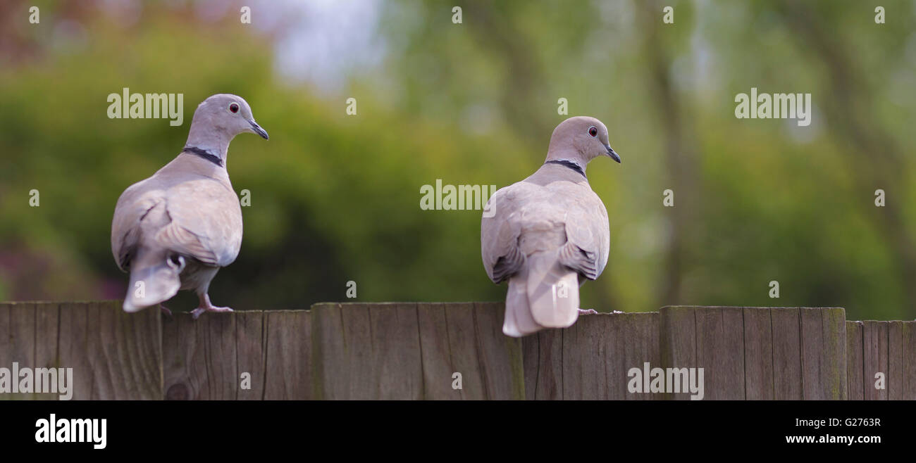 panorama banner two streptopelia decaocto eurasian collared doves on a fence Stock Photo
