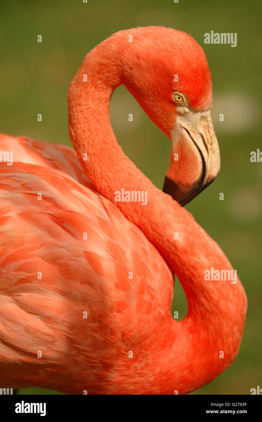 pink flamingo Stock Photo