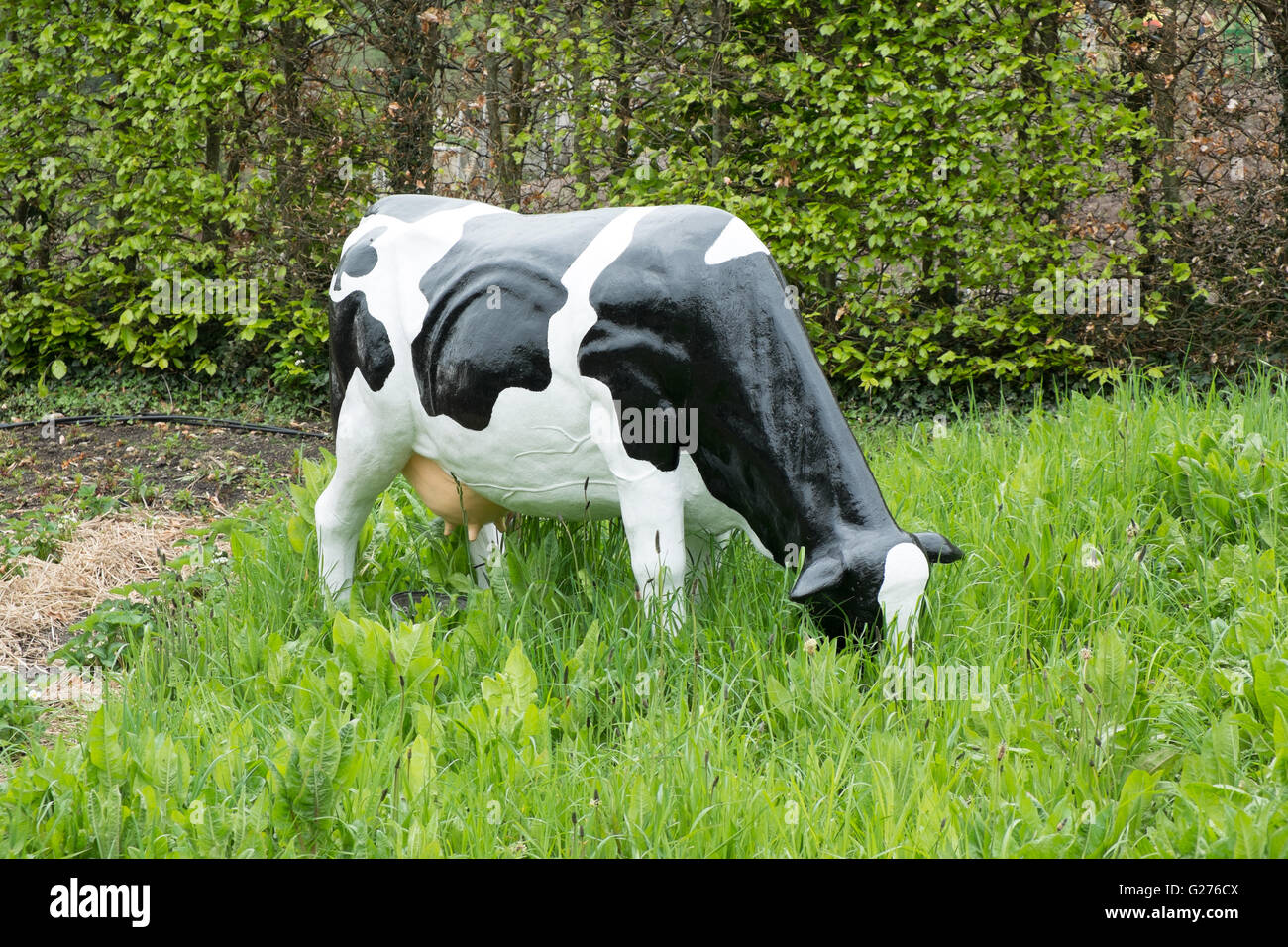 Grazing black and white friesian plastic cow sculpture Stock Photo - Alamy