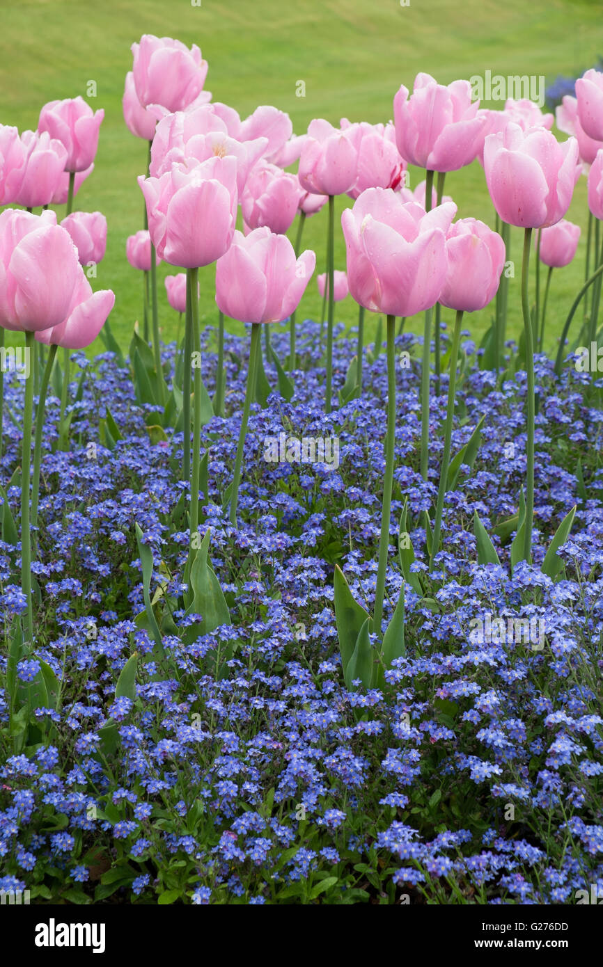 Pink tulips and Blue Me Nots Stock Photo Alamy