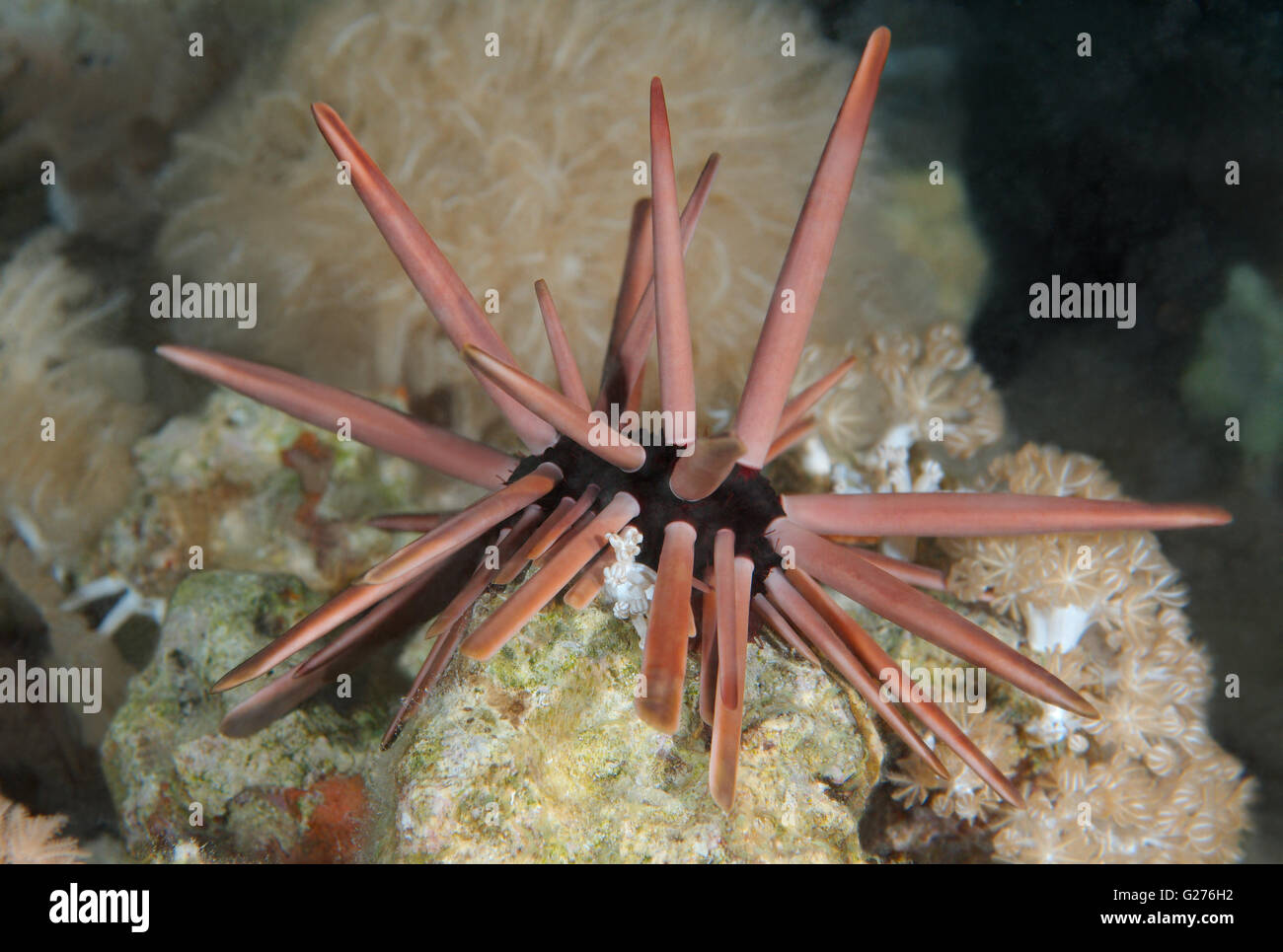 Slate pencil urchin, Brown pencil urchin, red slate pencil urchin, or red pencil urchin (Heterocentrotus mamillatus) Red sea Stock Photo