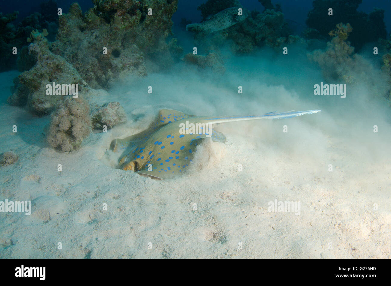 Bluespotted ribbontail ray, Blue Spotted Fantail Stingray, Lesser fantail ray, Reef ray or Blue spotted lagoon ray Stock Photo