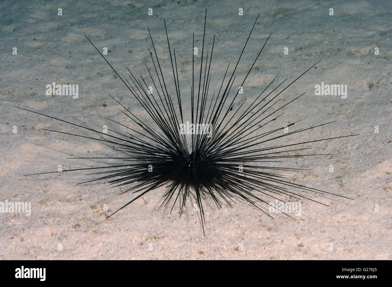 Black Longspine Urchin, Long-spine sea urchin (Diadema setosum) Red sea, Egypt, Africa Stock Photo