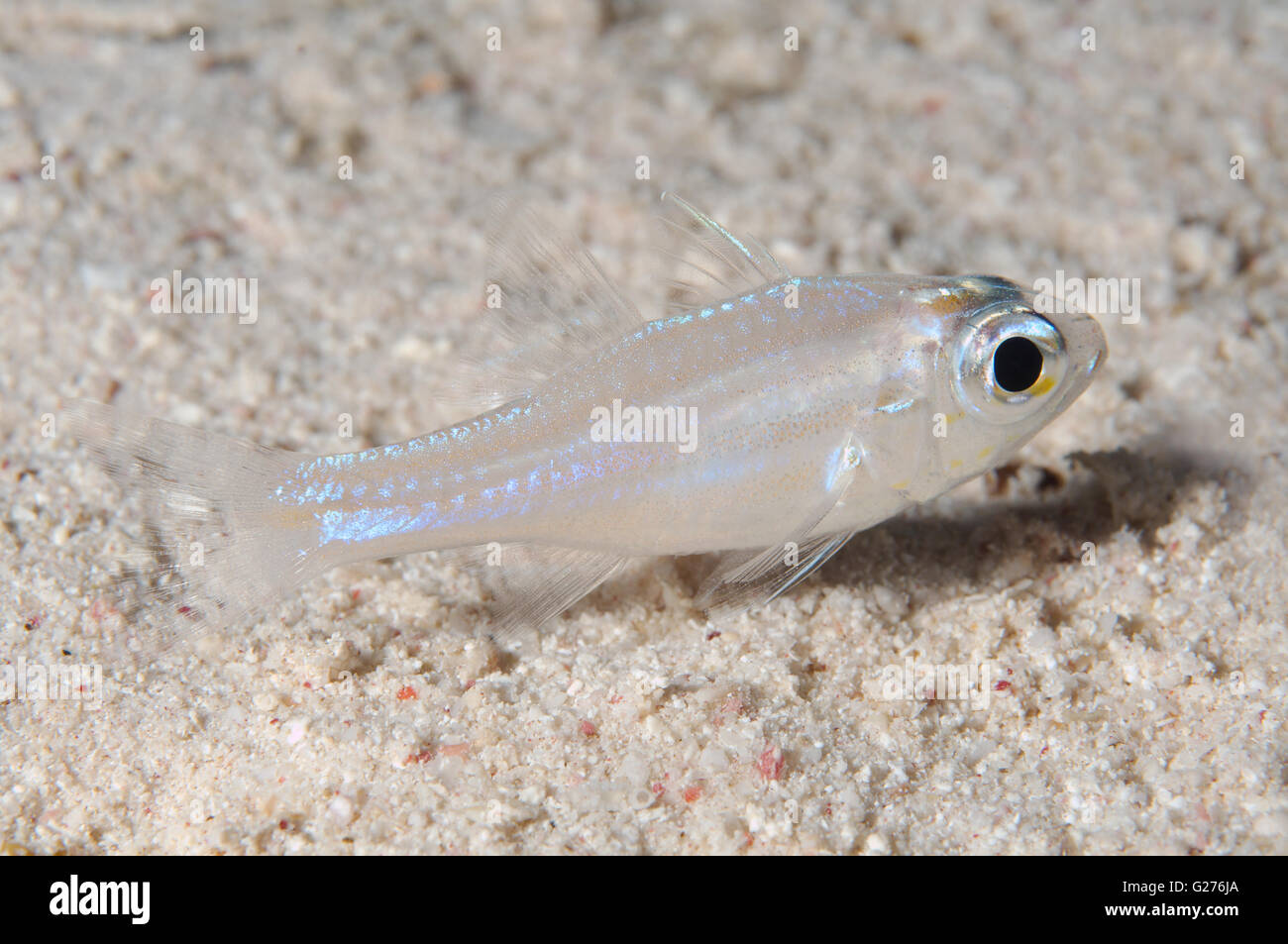 cardinalfish (Cheilodipterus sp) over a sandy bottom, Red sea, Egypt, Africa Stock Photo