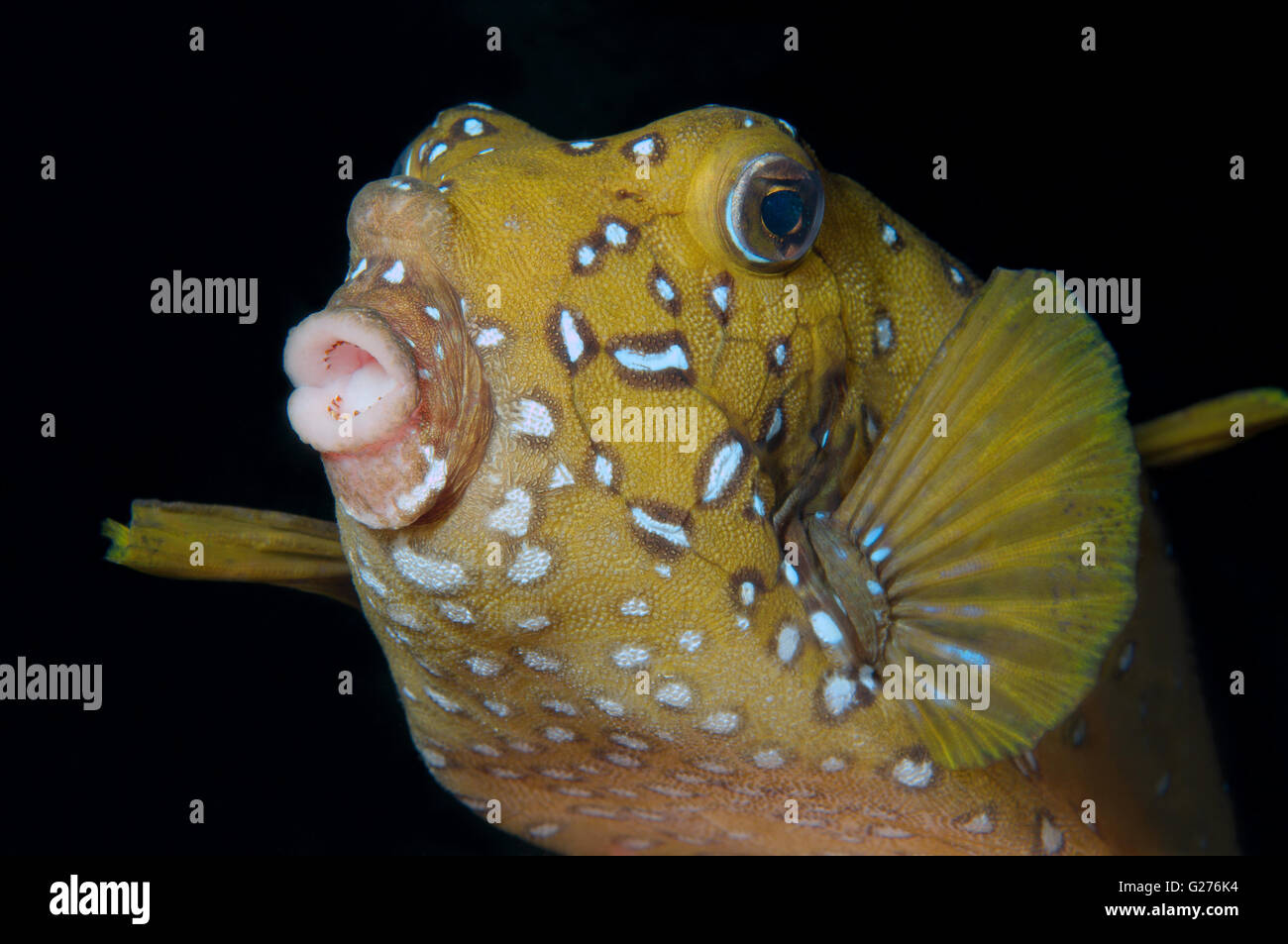 Black-spotted boxfish, Blue-spotted boxfish, Yellow boxfish, Cofferfish, Cowfish or Cubical boxfish (Ostracion cubicus) Stock Photo