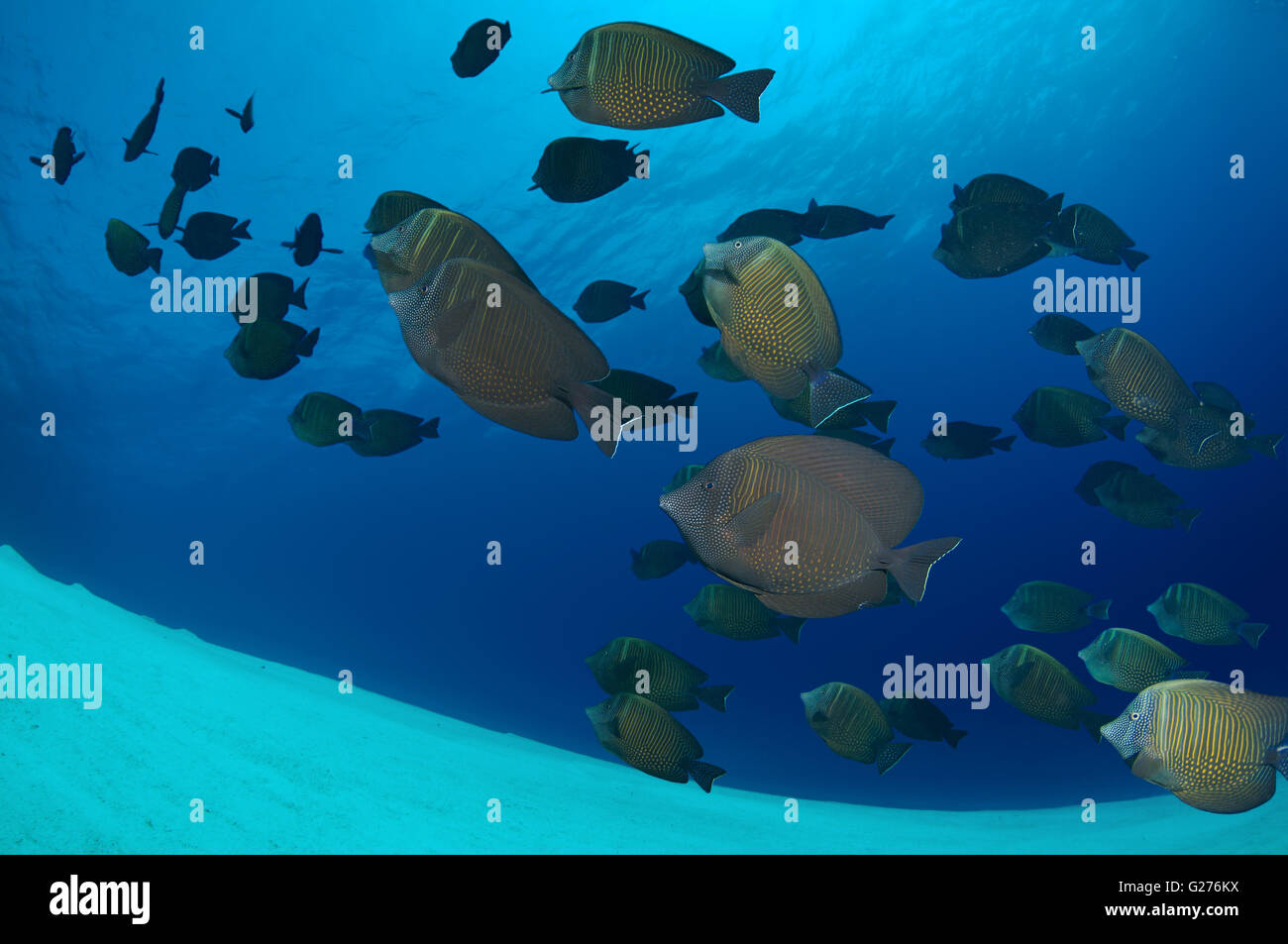 school of fish Red Sea Sailfin Tang, Indian sailfin tang or Desjardin's sailfin tang (Zebrasoma desjardinii) Stock Photo
