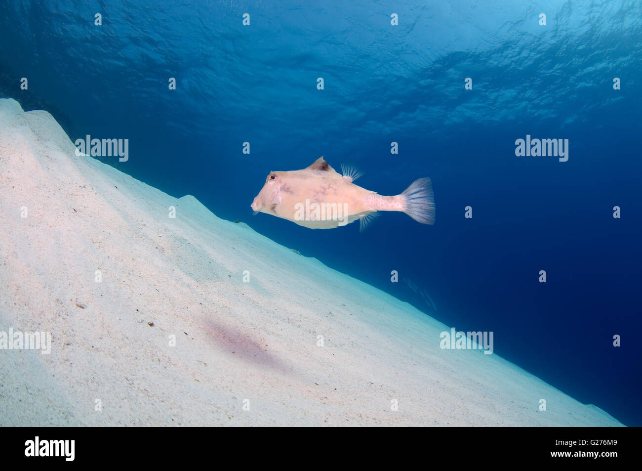 Humpback Turretfish, Commonly called humpback turretfish, helmet cowfish, camel cowfish or thornbacked boxfish Stock Photo