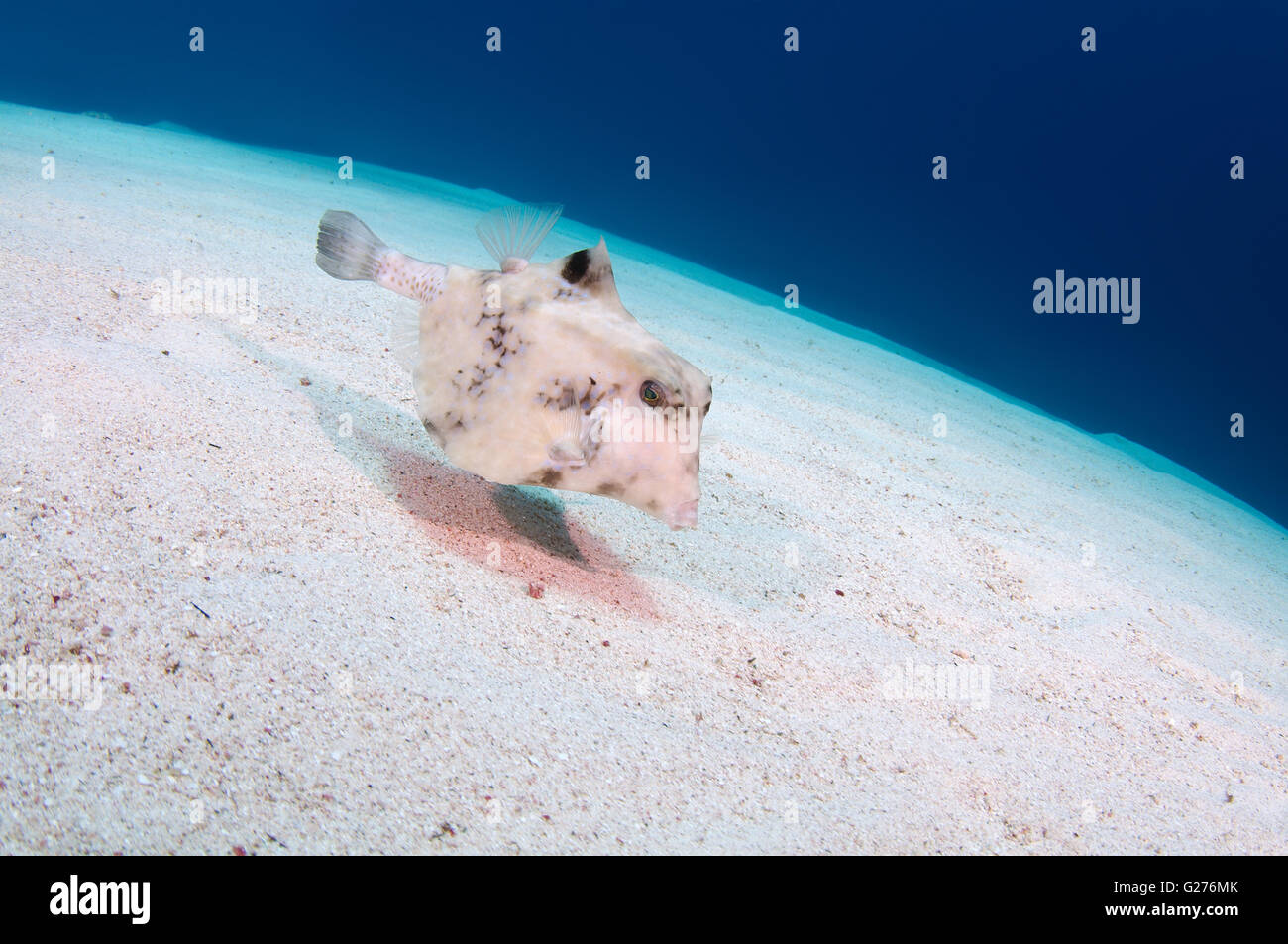 Humpback Turretfish, Commonly called humpback turretfish, helmet cowfish, camel cowfish or thornbacked boxfish Stock Photo