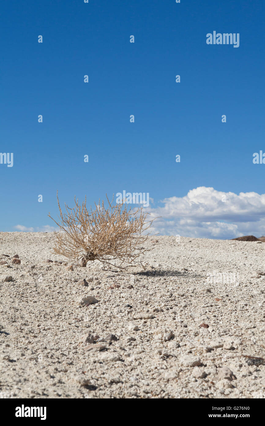 Dry sagebrush plant (Artemisia californica) - Mojave Desert, California USA Stock Photo