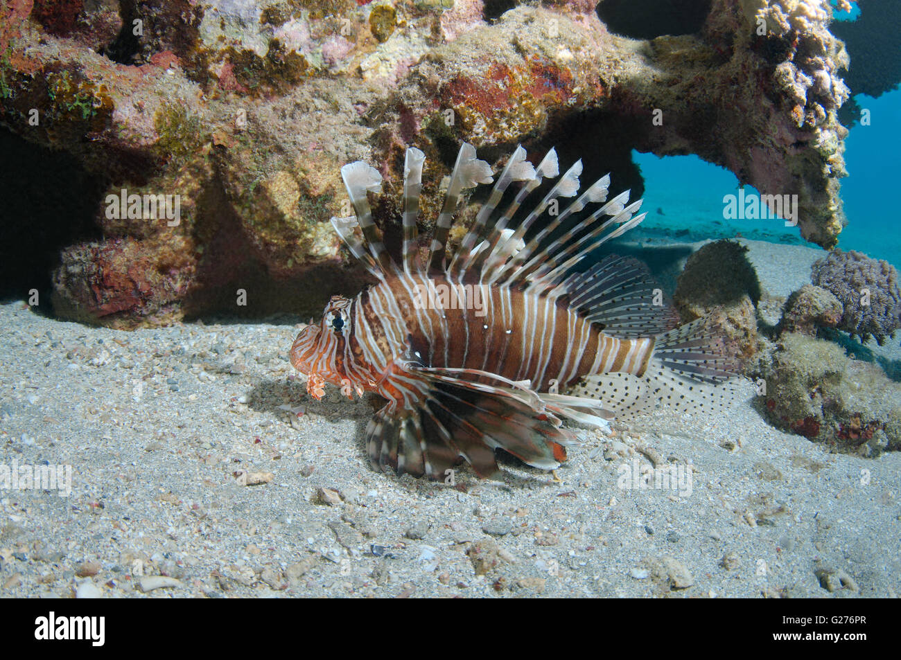 Common lionfish, Devil firefish, Soldier lionfish, Indian turkeyfish or Mile's fire fish (Pterois miles) Stock Photo