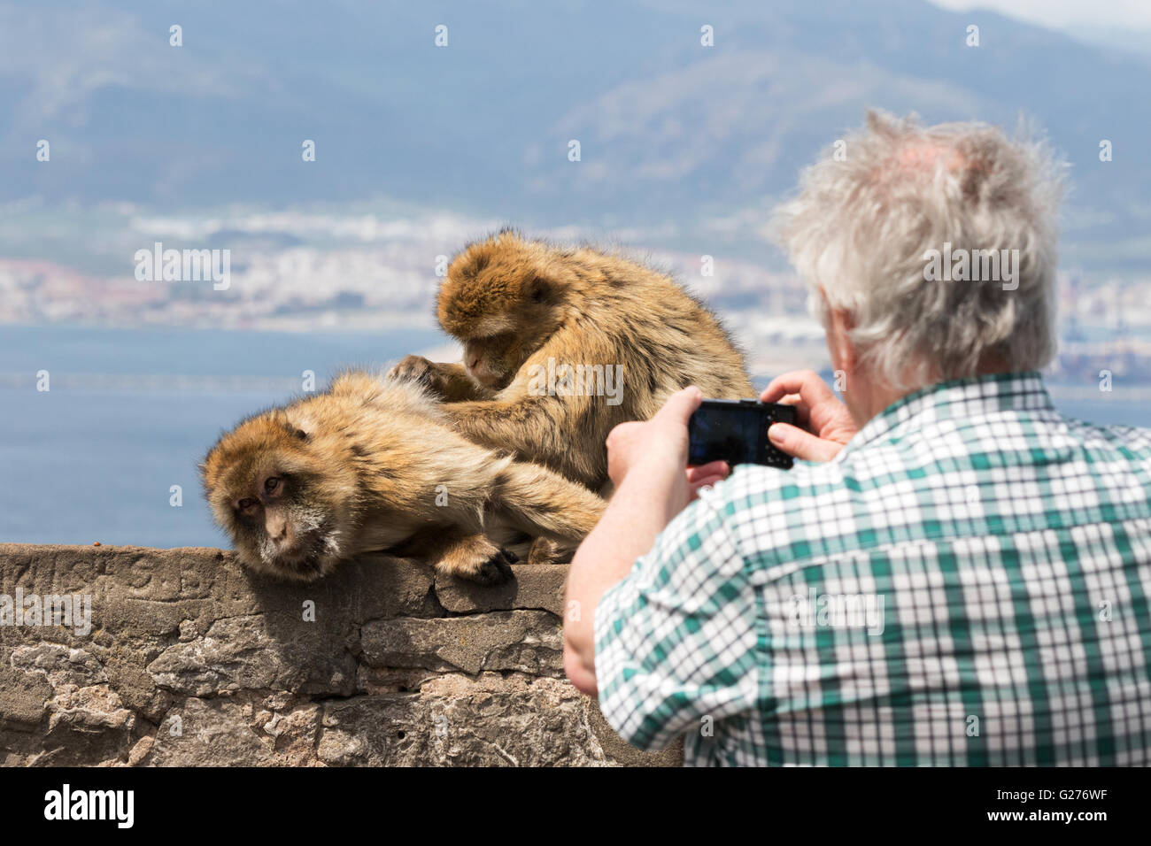 A tourist taking a photo of the Barbary apes, the Rock of Gibraltar, Gibraltar Europe Stock Photo