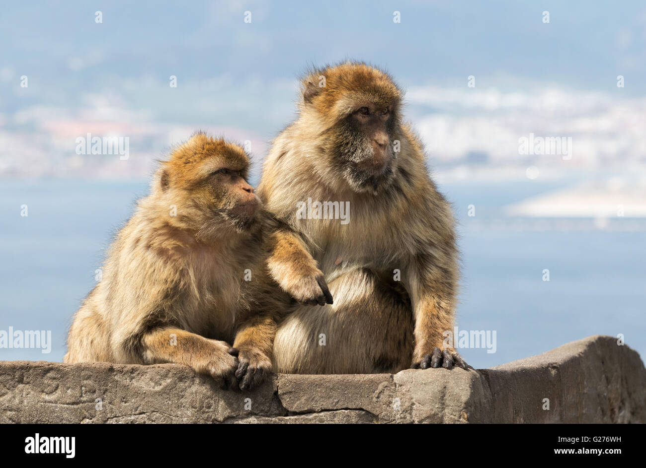 A pair of Barbary Apes ( Macaca sylvanus ), Rock of Gibraltar, Gibraltar Europe Stock Photo