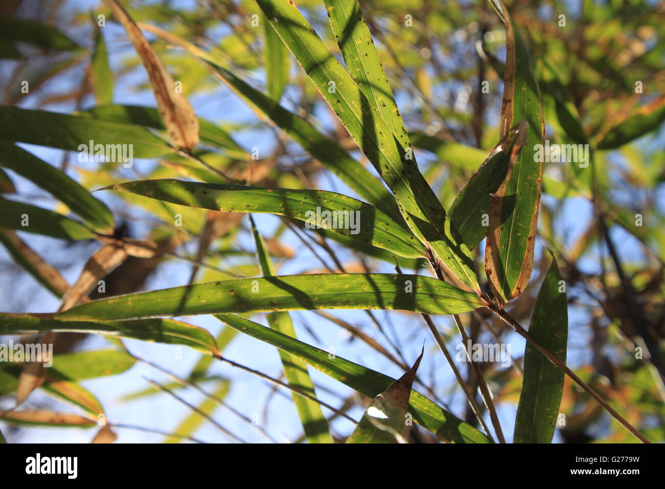 Why Bamboo Leaves Turning Yellow Or Brown?, 49 OFF