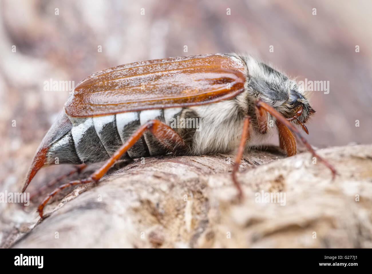 Cockchafer or May Bug on wood - Melolontha melolontha Stock Photo