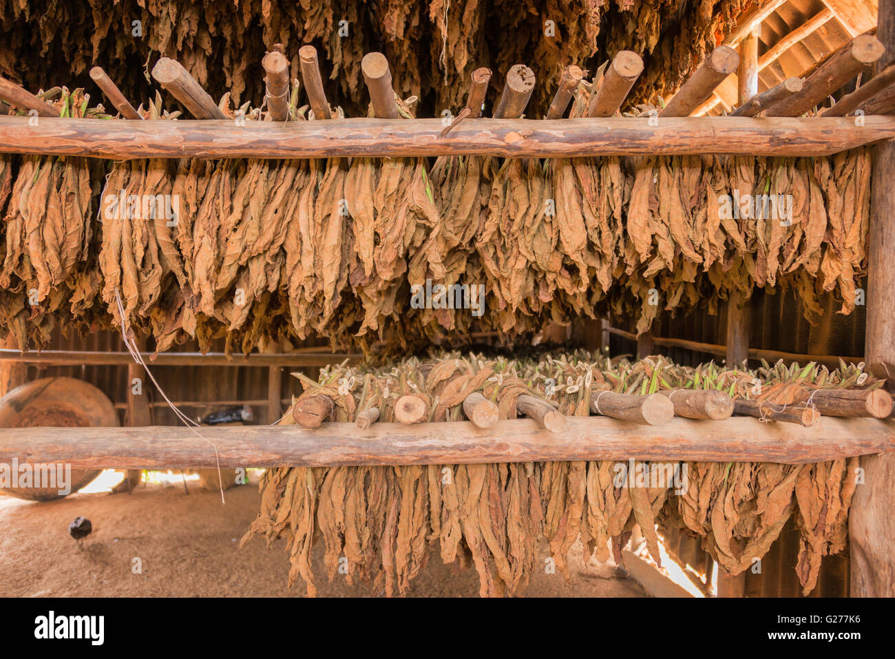 Tobacco leaves drying in a shed, Cuba Stock Photo