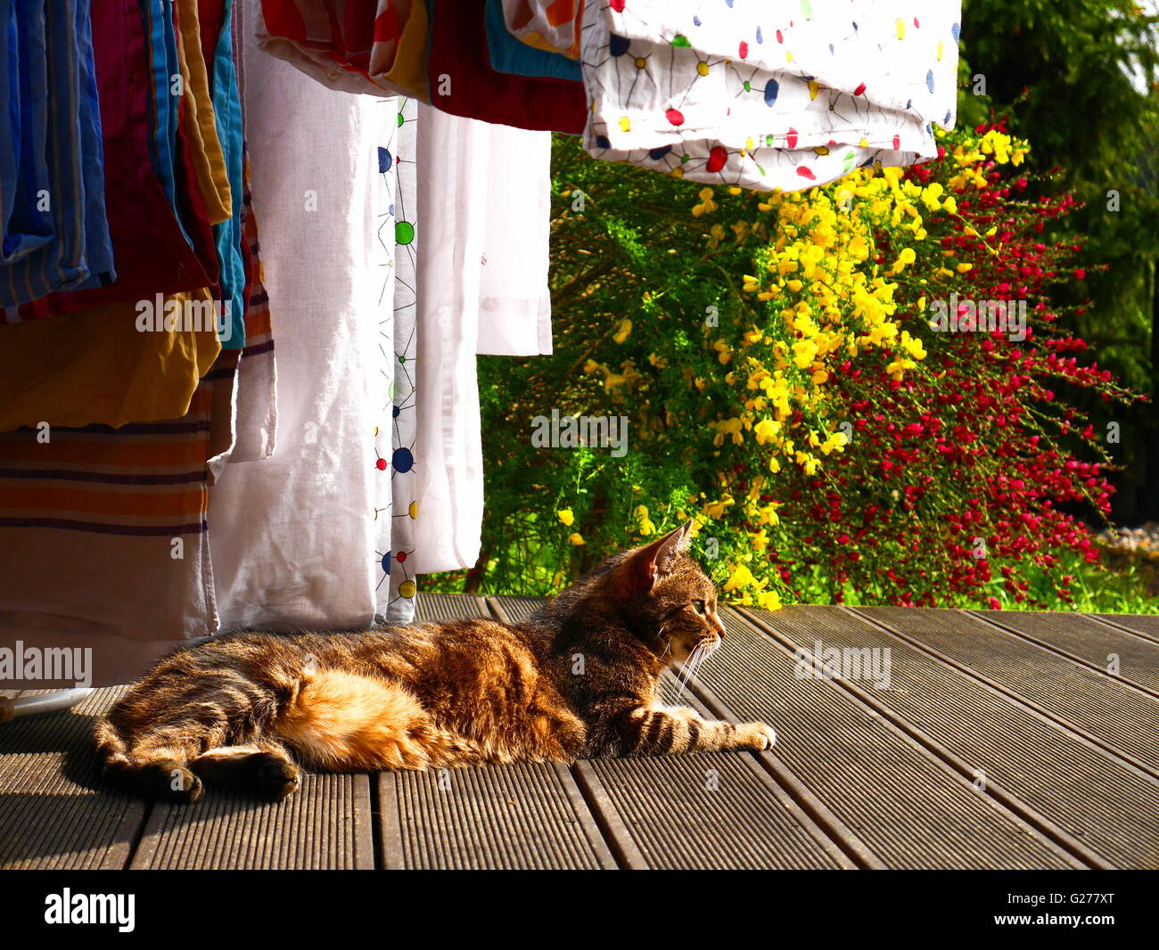 Resting cat Stock Photo
