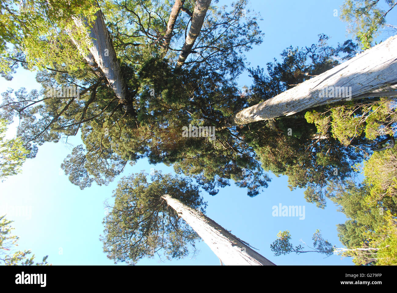 looking up at the tall Alerce Trees, Lake District, Chile Stock Photo