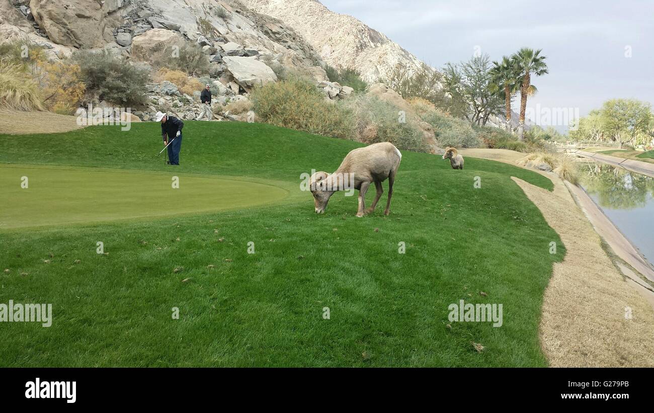 Arnold palmer silverrock golf course hi res stock photography and