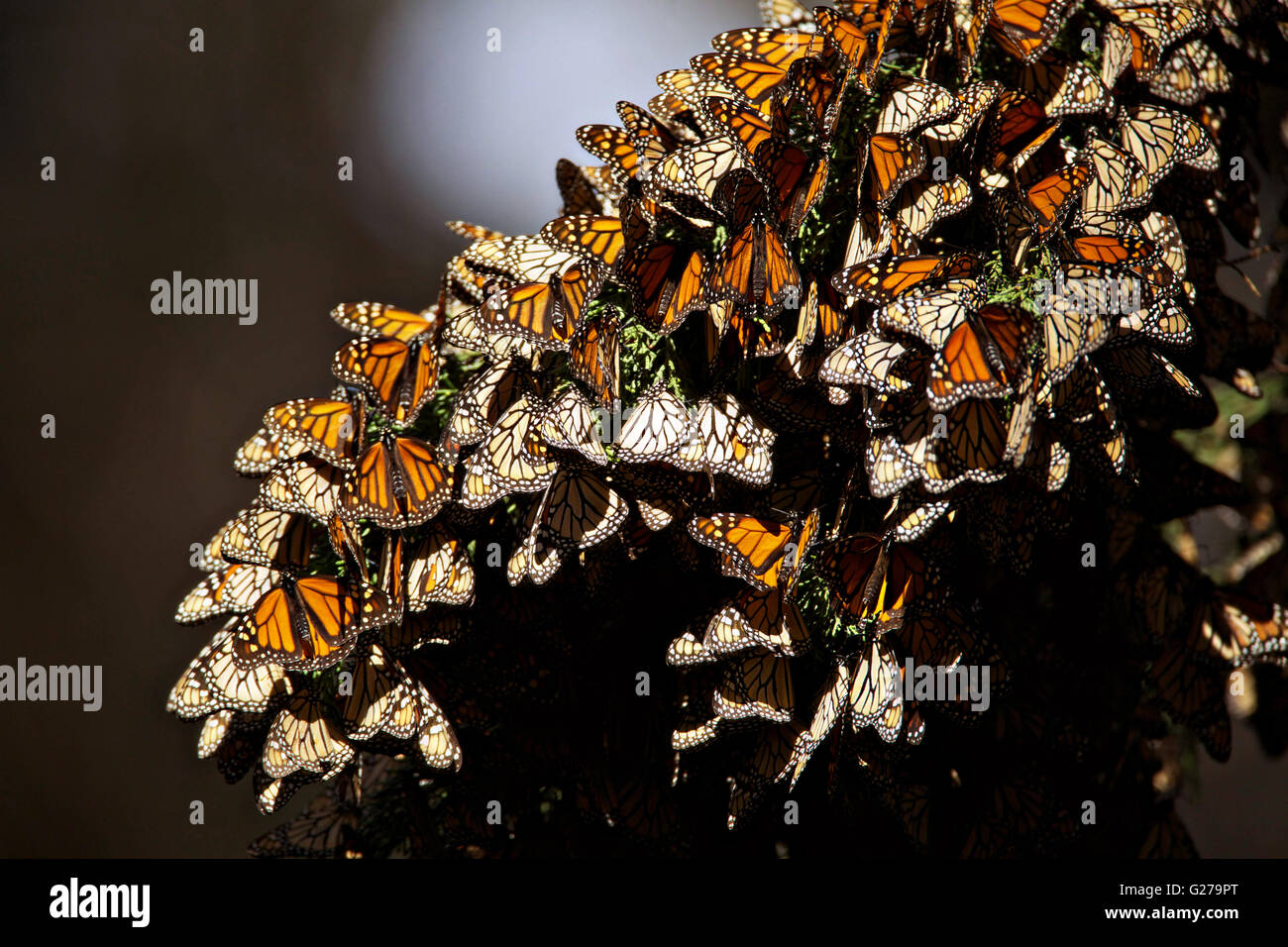 биосферный заповедник бабочки монарх мексика. биосферный заповедник бабочки монарх. красивые бабочки. много бабочек. множество бабочек.