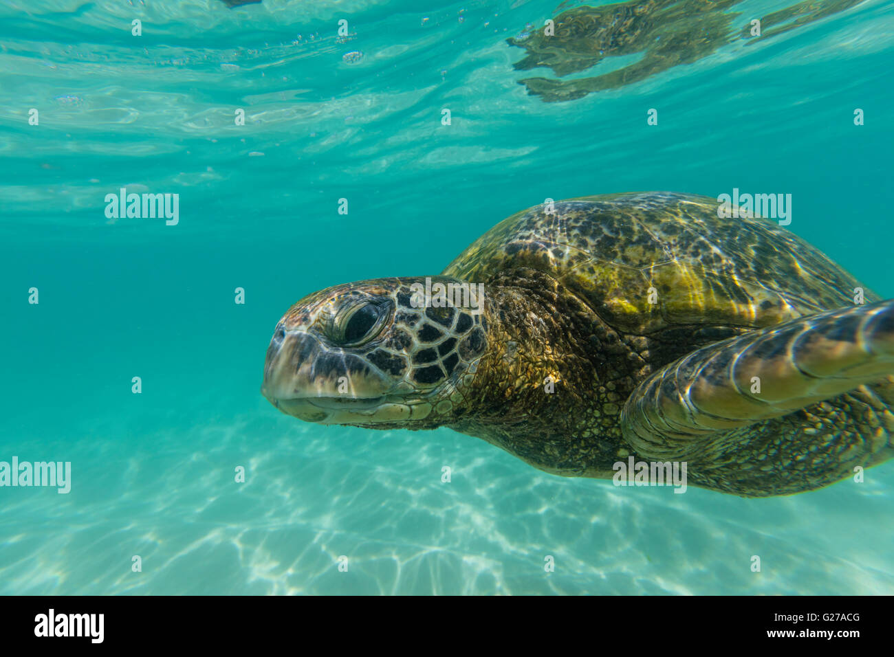 A close up view of a green sea turtle swimming in the ocean Stock Photo ...