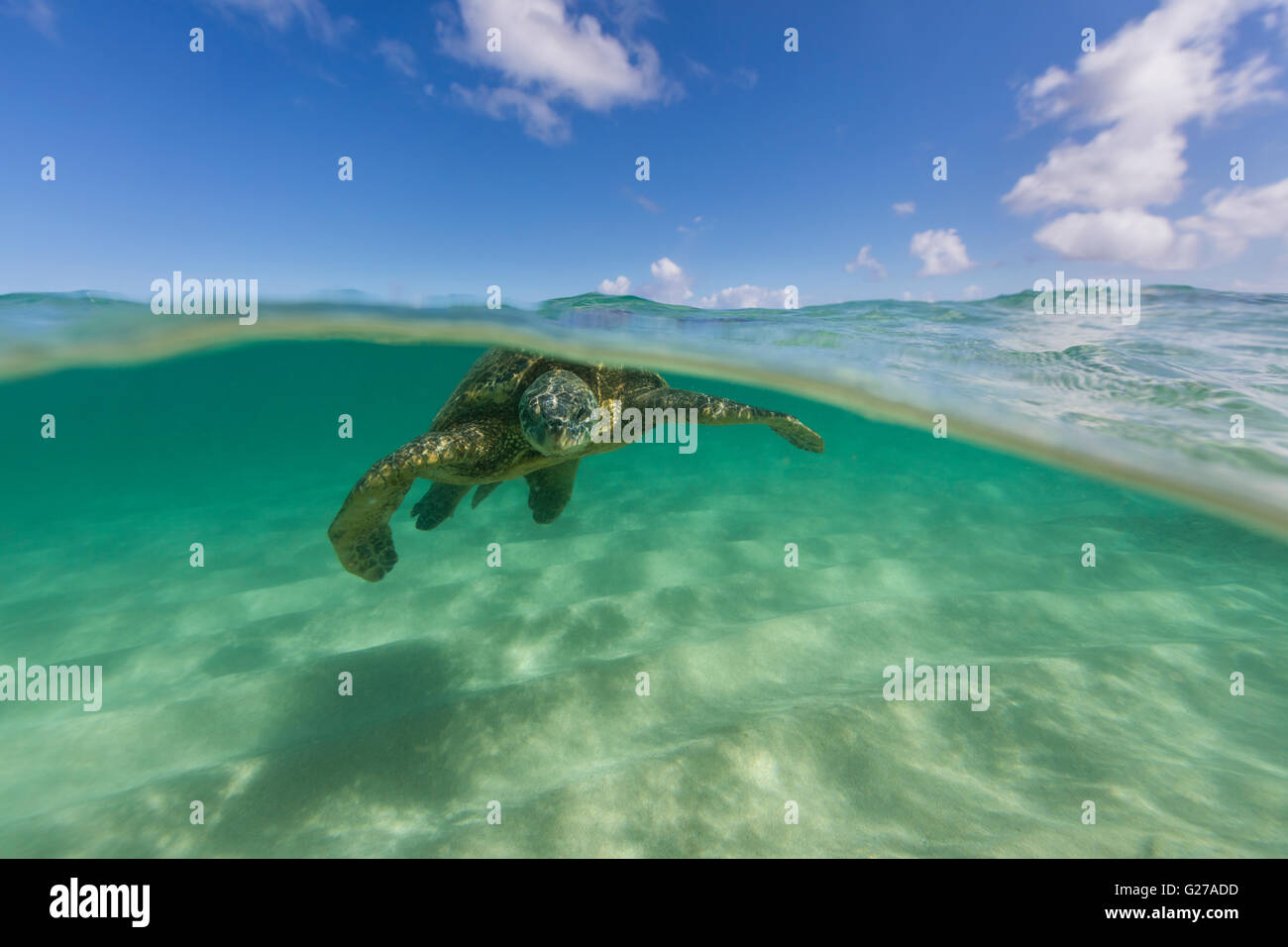 An over under view of a Hawaiian green sea turtle in the ocean swimming. Stock Photo