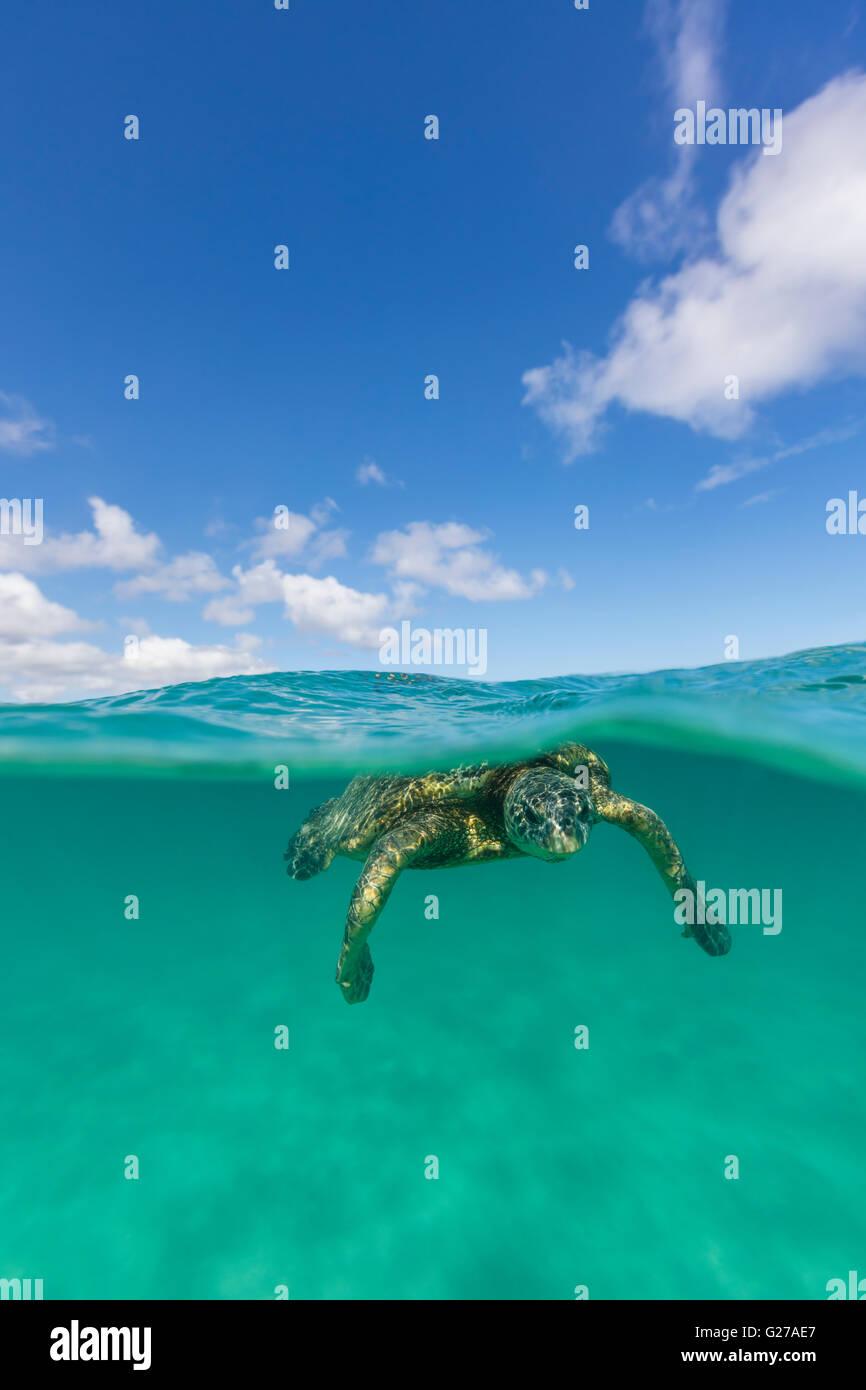 An over under view of a Hawaiian green sea turtle in the ocean swimming. Stock Photo