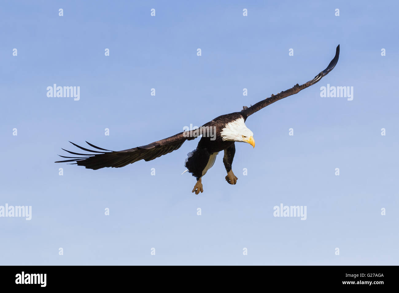 Soaring eagle alaska hires stock photography and images Alamy