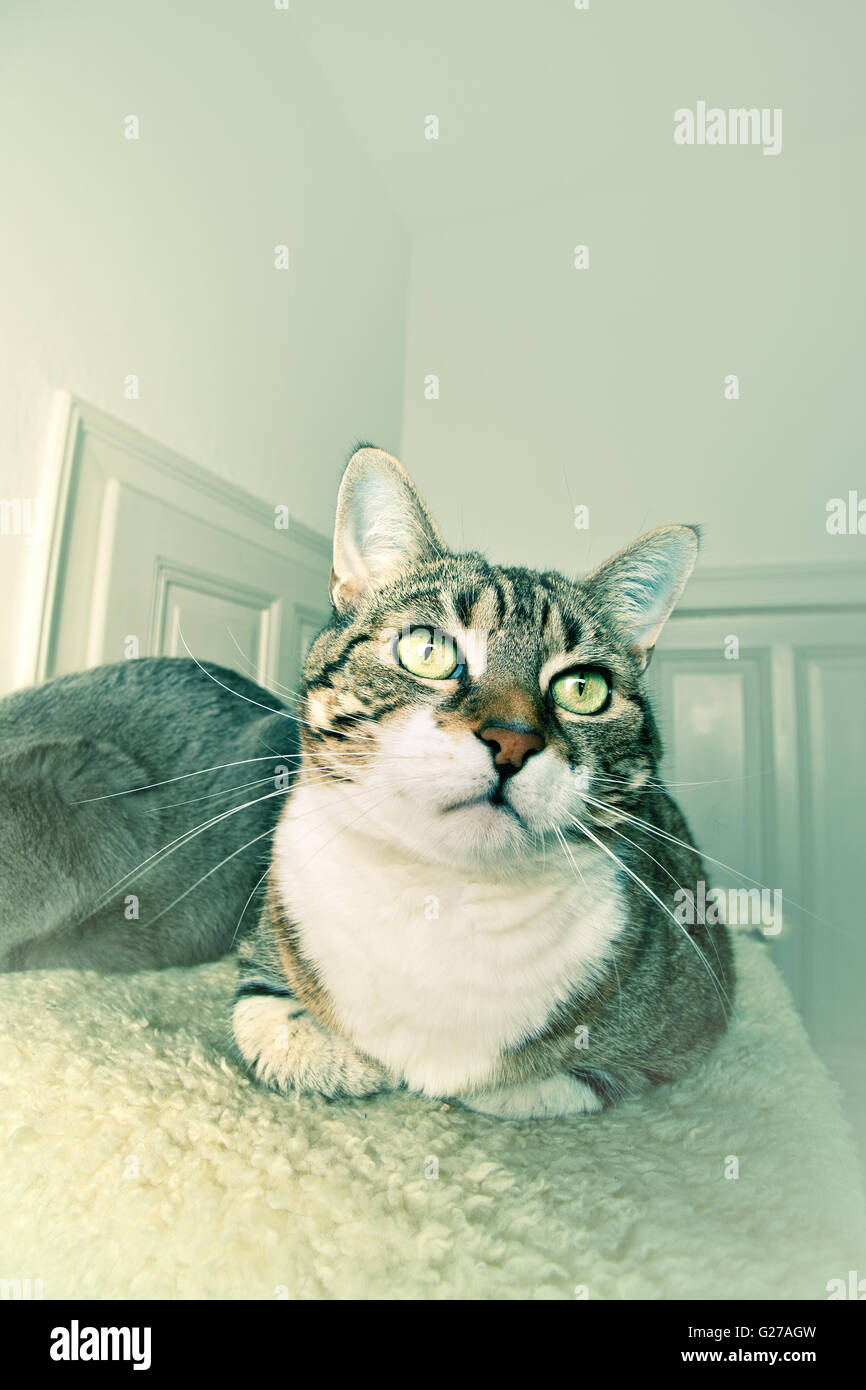 Two cats sitting and lying together on lambskin Stock Photo Alamy