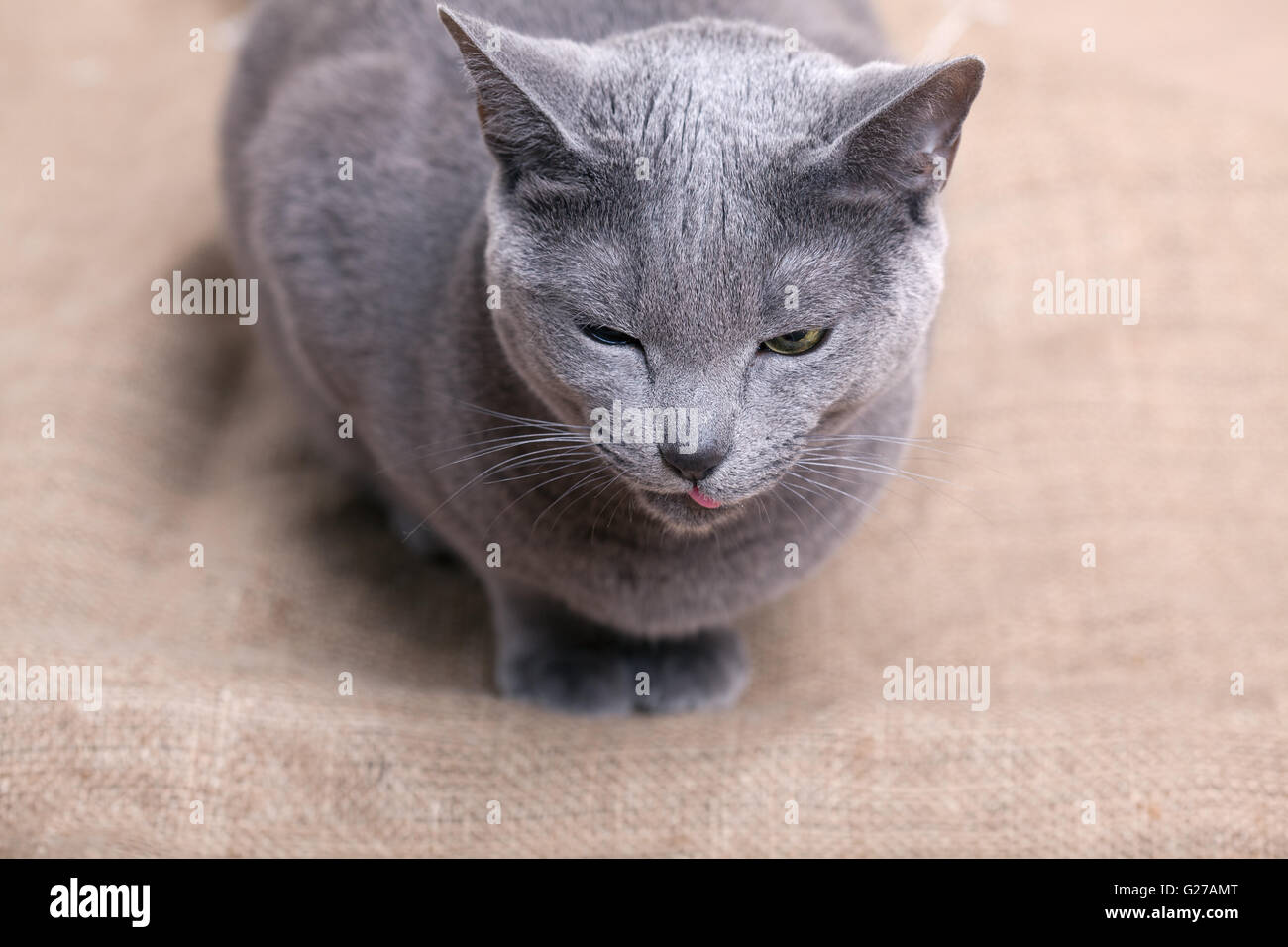 Portrait of a purebred Russian blue Cat Stock Photo Alamy