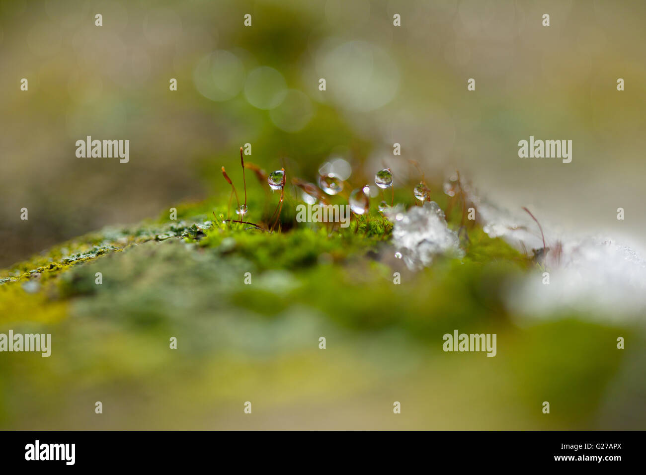 Moss in Winter with ice and dew starting to thaw Stock Photo