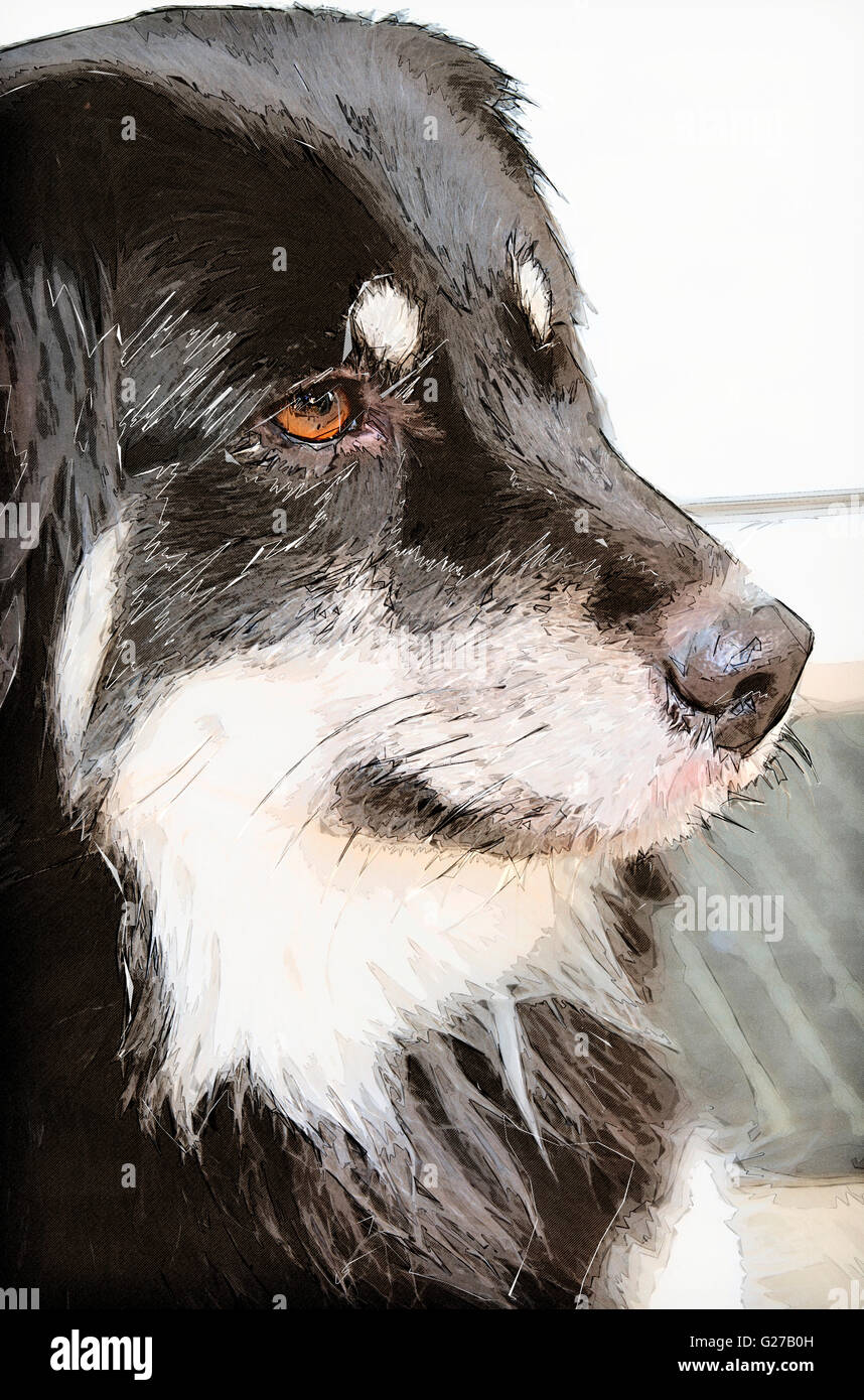 Portrait of a full blooded pedigree border collie. Stock Photo